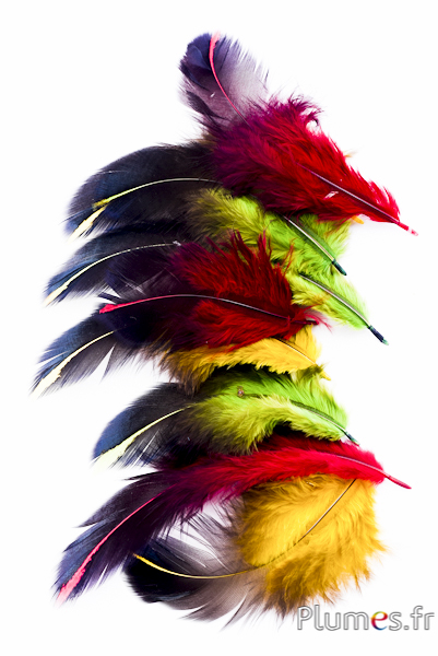 Poule Wyandotte - 7-11 cm - carmin-jaune-lime